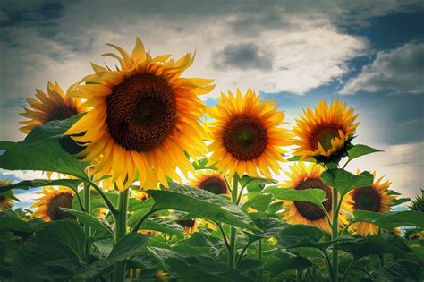 nature, Sunflowers Wallpapers HD / Desktop and Mobile Backgrounds