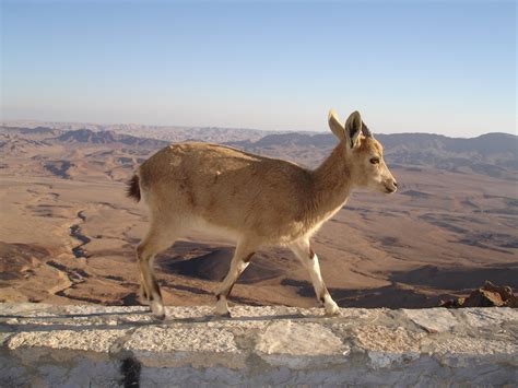 Best Time to See Nubian Ibex Baby Mountain Goats in Israel 2020