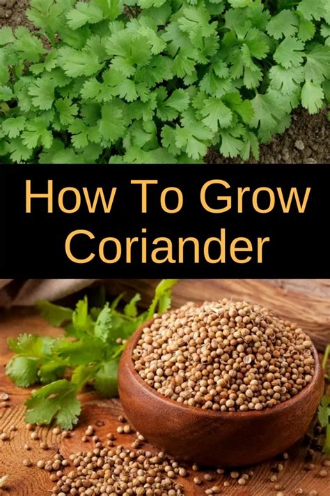 Hydroponic Coriander Growing At Home - vanblakemorgan