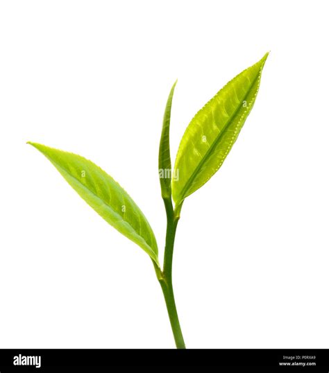 Green tea leaf isolated on white background Stock Photo - Alamy