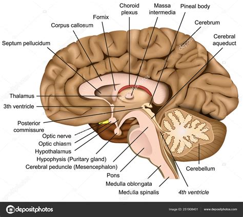 Anatomía Cerebral Humana Vector Ilustración Sobre Fondo Blanco Vector de stock por ...