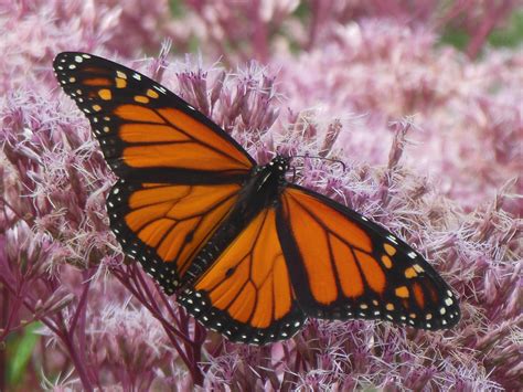 Monarch Butterfly Wings