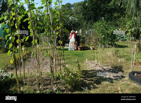 Sunflower scarecrow hi-res stock photography and images - Alamy