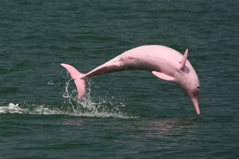 PINK DOLPHINS IN HONG KONG - My Thatched Hut