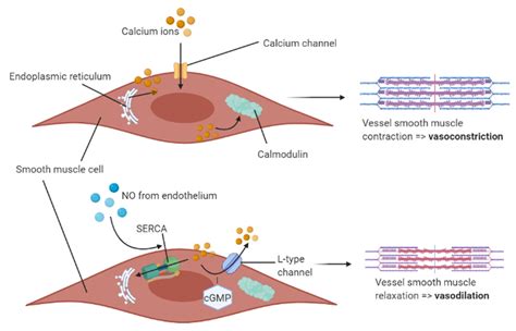 Nutrients | Free Full-Text | A Paradoxical Vasodilatory Nutraceutical ...