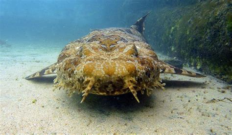 Wobbegong Sharks around in the South of Nusa Penida!