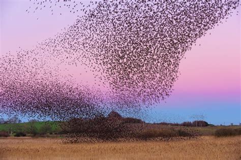 What are starling murmurations and why do they happen | The Optimist Daily