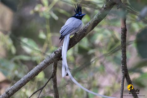 Indian Paradise-flycatcher (Terpsiphone paradise) | Birds of Gujarat