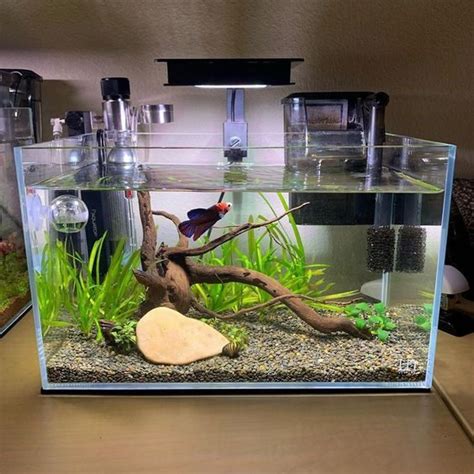 Small Aquarium Decorating Ideas