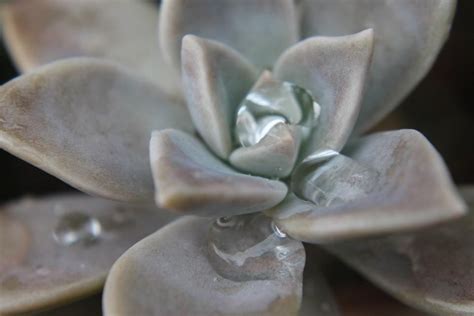 Succulant with Rain drops on it | Macro photography, Succulents, Plants