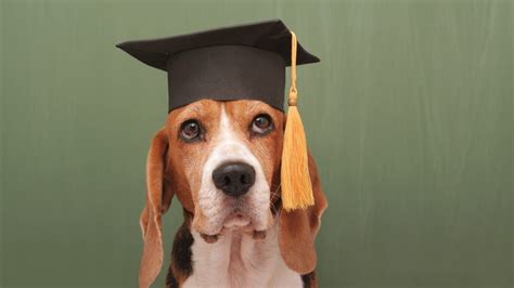 Graduation Packet Request - Animal Legal Defense Fund