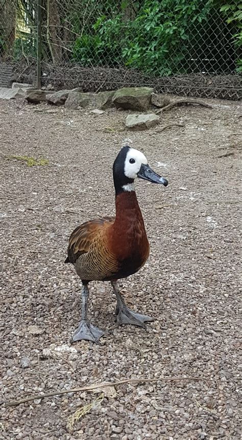 white faced whistling duck - Dudley Zoo and Castle