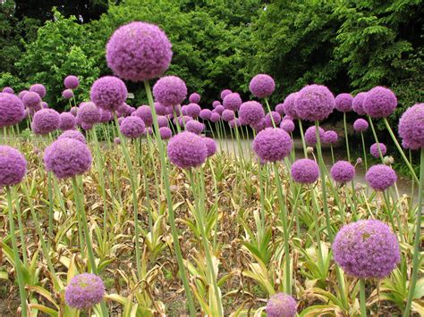 Allium giganteum – Ballyrobert Gardens