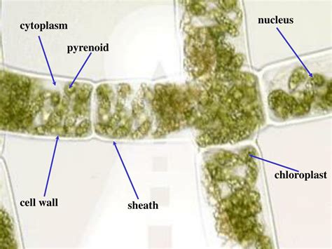 PPT - Spirogyra PowerPoint Presentation, free download - ID:1778746