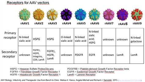 About the virus vectors