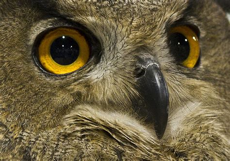 Eurasian Eagle Owl Eyes Photograph by Jacki Pienta | Fine Art America