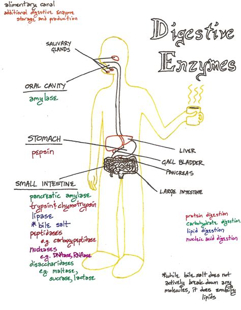 A quick, university level diagram of the basic digestive enzymes, their ...