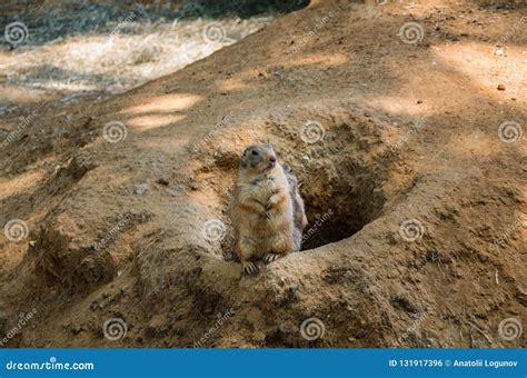 Prairie Dogs are Small Animals that Live Underground Stock Photo ...