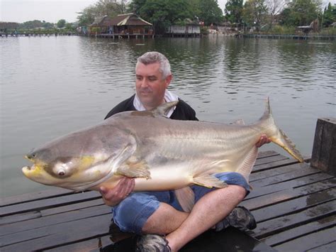 Giant Mekong Catfish Fishing Bangkok