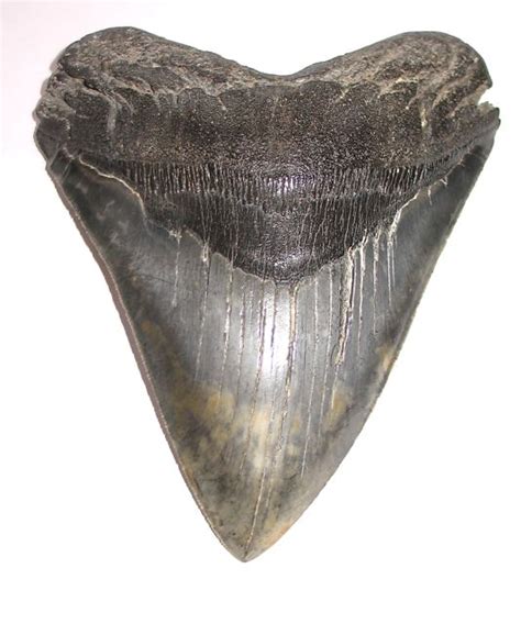 MEGALODON TOOTH