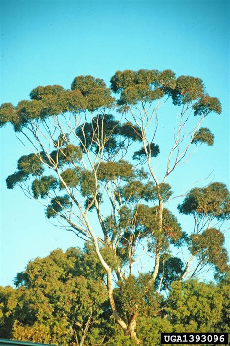 eucalyptus (Genus Eucalyptus)