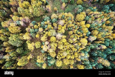 Beautiful autumn forest background above drone top view Stock Photo - Alamy