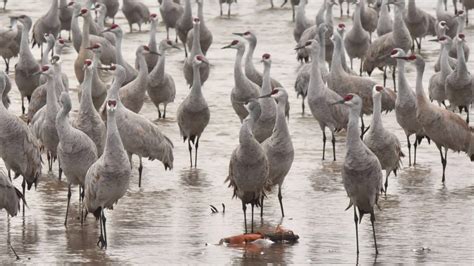 Sandhill Cranes Migration, Nebraska, by John D. Ivanko Photography ...