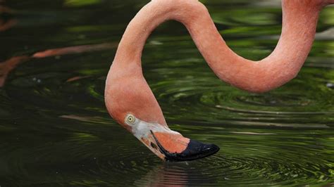 American Flamingo - Bird Paradise | Mandai Wildlife Reserve