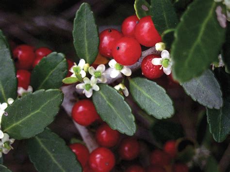 Yaupon holly - Florida Wildflower Foundation