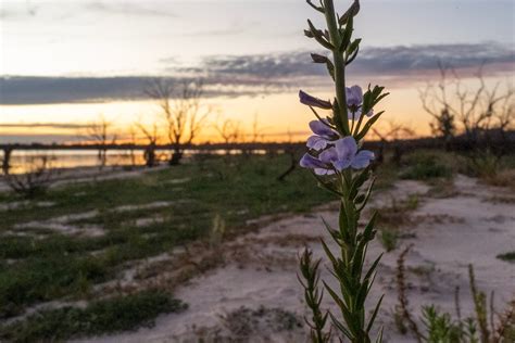 Future gas exploration in Lake Eyre could upset the 'greatest desert river system in the world ...