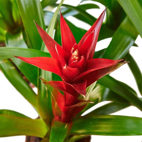 Live Guzmania Bromeliad Flowering Plants in 4 Nursery | Etsy