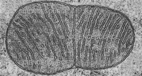 Photograph | Dividing Mitochondrion, TEM | Science Source Images