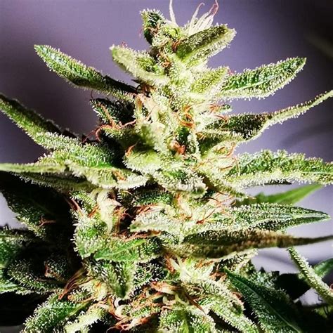 Top 7 Sativa Strains: The Best South African Weed Strains [Updated ...