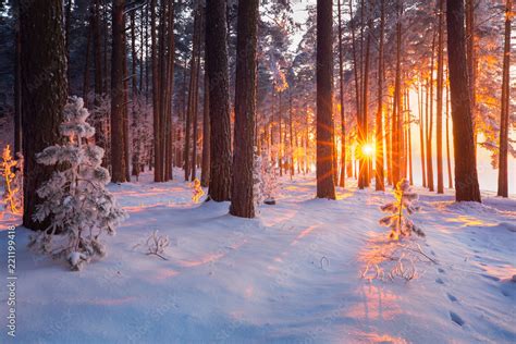 Winter forest Stock Photo | Adobe Stock