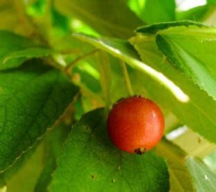 Aratiles / Aratilis in English: Philippine Fruit Like Cherries?