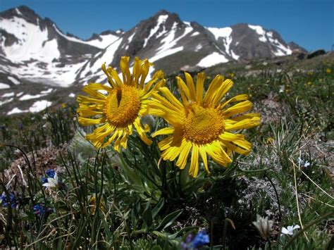 Extreme winter warming harms Arctic plant growth (Constantine Alexander ...