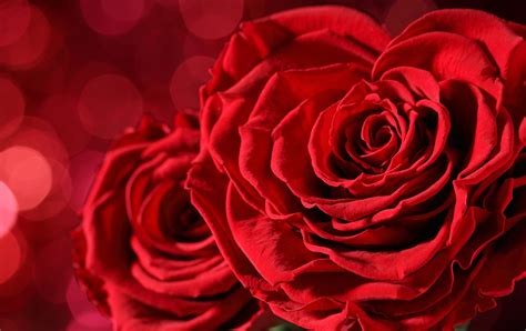 Download Bokeh Flower Red Rose Bud Red Flower Macro Nature Rose 8k Ultra HD Wallpaper