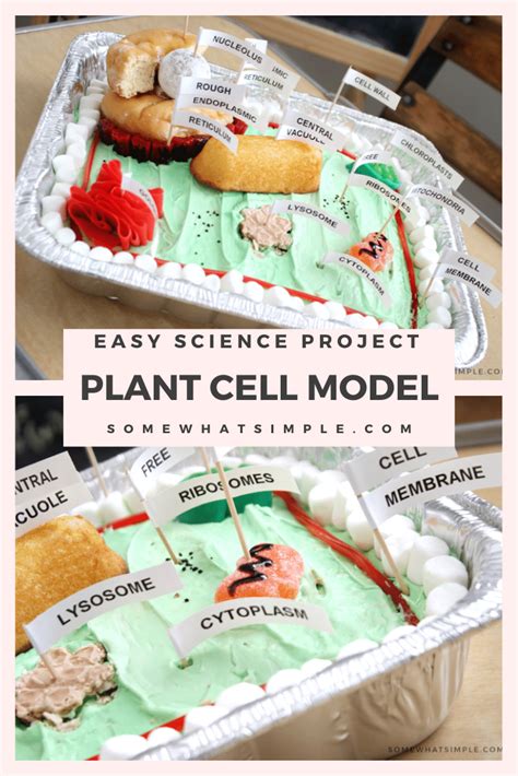 Basic Plant Cell Model
