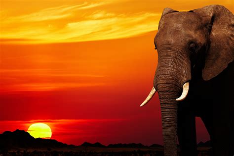 Elephant Sunset African Nature Wall Art Print | Framed Animals Artwork Pictures