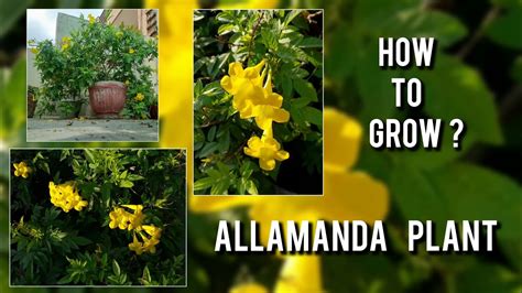 Allamanda Plant || How to Grow? - YouTube