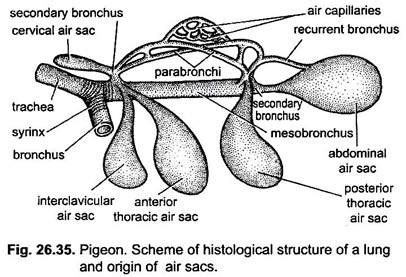 Respiratory System of Pigeons (With Diagram) | Chordata | Zoology