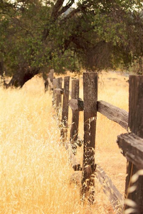 Old wood fence stock photo. Image of green, pine, closeup - 12433318