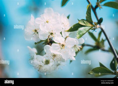 White Young Spring Flowers Of Prunus subg. Cerasus Growing In Branch Of Tree Stock Photo - Alamy