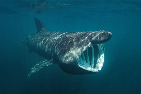 Basking Shark vs. Whale Shark: The Oceans' Biggest Fish