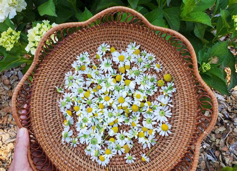 Calming Chamomile: How to Grow, Harvest, Dry and Use Chamomile ...