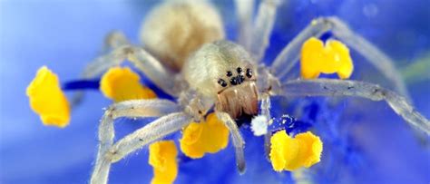 Yellow Sac Spider Bite Symptoms