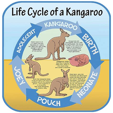 Life Cycle Of A Kangaroo Sign