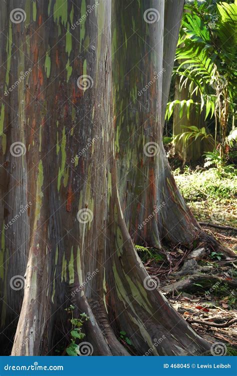 Hawaii Eucalyptus Rainbow Tree Stock Image - Image of hawaii, arboretum ...