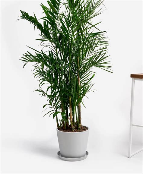 Potted Bamboo Palm Indoor Plant | The Best Pet-Friendly Plants From Bloomscape | POPSUGAR Home ...