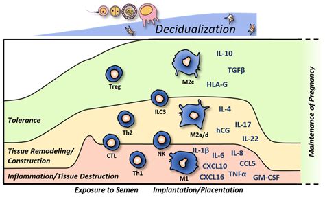 Life | Free Full-Text | Immune Cell Functionality during ...